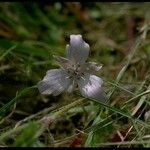 Calochortus uniflorus 花