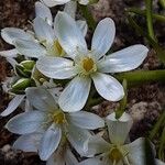 Ornithogalum balansae Virág