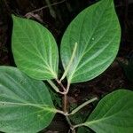 Piper nudifolium Leht