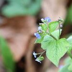 Brunnera macrophyllaKvet