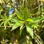 Volkameria heterophylla Leaf