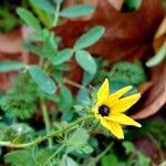 Rudbeckia triloba Flor