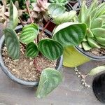 Peperomia argyreia Лист