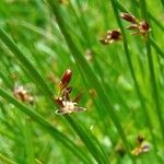 Juncus arcticus 花