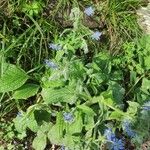 Borago officinalisFlower