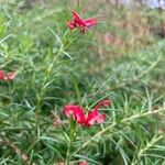 Grevillea rosmarinifolia Flors