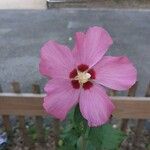 Hibiscus syriacusFloare