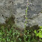 Ophrys apifera Hábito