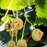 Tilia platyphyllos Fruit