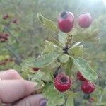 Crataegus x subsphaerica Fruit