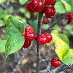 Shepherdia canadensis Gyümölcs