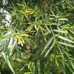 Afrocarpus falcatus পাতা