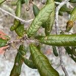 Quercus geminata Blatt
