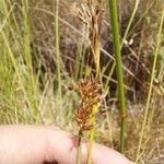 Juncus inflexusFlower