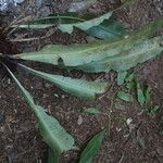 Asplenium africanum Elinympäristö