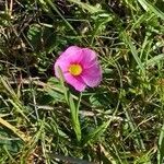 Oxalis purpurea फूल