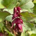Leycesteria formosa Fula