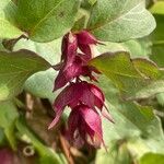 Leycesteria formosa Žiedas