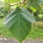 Paulownia tomentosaYaprak