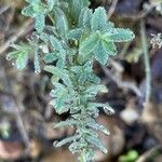 Thymelaea pubescens Yaprak