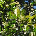 Forsteronia guyanensis Yeri