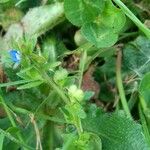 Veronica arvensis Fruit