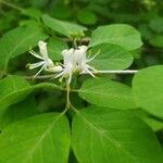 Lonicera xylosteum花