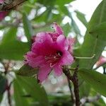 Rhododendron anthosphaerum Blomma