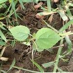 Sida cordata Feuille