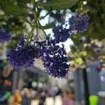 Ceanothus arboreus花