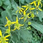 Verbesina alternifolia Flower