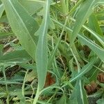 Diplotaxis tenuifolia Leaf