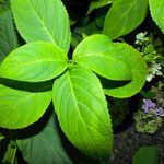 Hydrangea heteromalla Листок