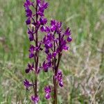 Anacamptis laxiflora Flor