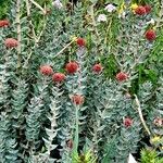 Rhodiola rosea 整株植物