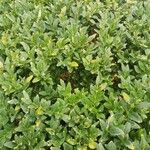 Buxus sempervirens 葉