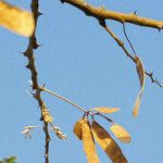 Acacia senegal Fruit