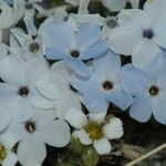 Phlox pulvinata Fula