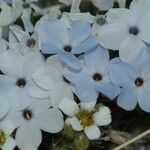 Phlox pulvinata Цвят