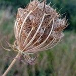 Daucus carotaFruto