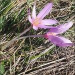 Colchicum autumnaleÇiçek