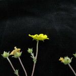 Potentilla argyrophylla Natur