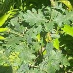 Quercus × rosacea Hoja