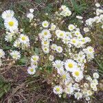 Erigeron annuus ശീലം