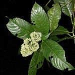 Psychotria luxurians Sonstige