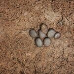 Tessmannia lescrauwaetii Frucht