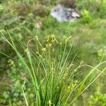 Carex echinata Flower