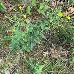 Hieracium paniculatum Flor