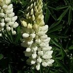 Lupinus × regalis Λουλούδι