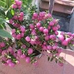 Gaultheria mucronata Flor